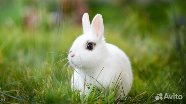 Животные Другие животные Кролики купить на Зозу.ру - фотография № 1