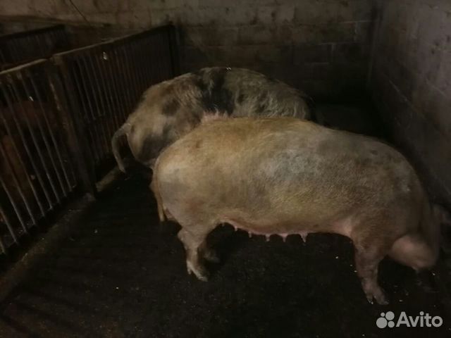 Свиньи и поросята купить на Зозу.ру - фотография № 4