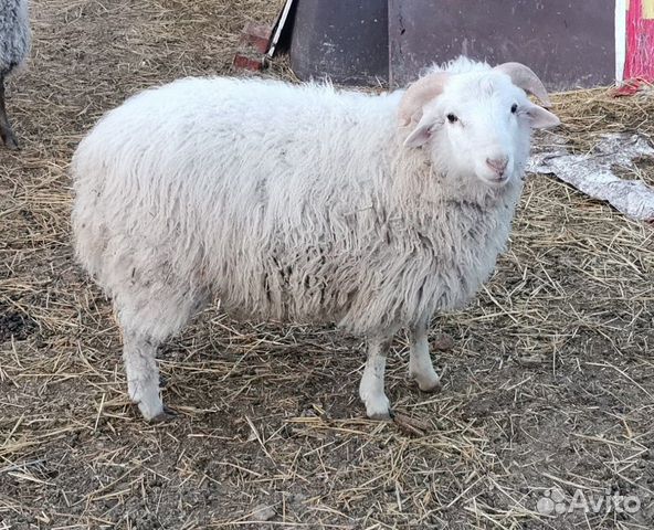 Где Купить Животных В Пензе