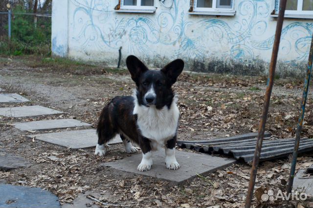 Собаки купить на Зозу.ру - фотография № 1