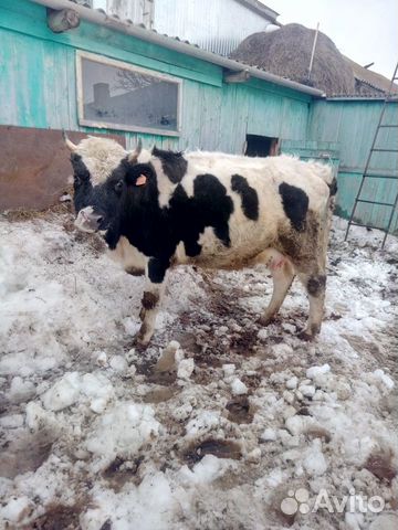 Корова первородка купить на Зозу.ру - фотография № 3