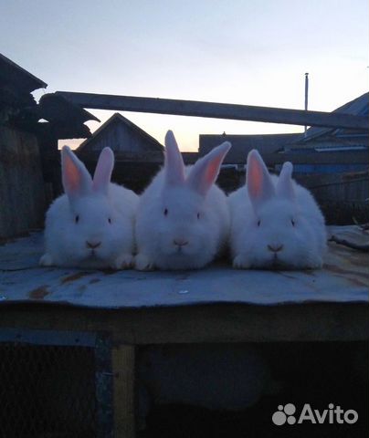Кролики породы нзб купить на Зозу.ру - фотография № 1