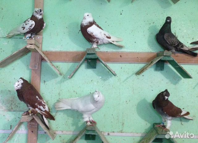 Андижанские летно-игровые голуби купить на Зозу.ру - фотография № 6