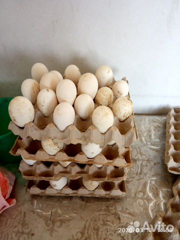 Гусиные яйца 50р купить на Зозу.ру - фотография № 1
