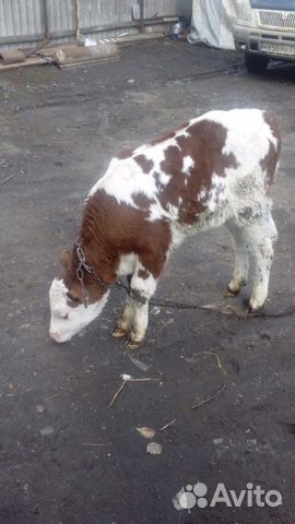 Телка от высокодойной коровы, 1,5 месяца от роду купить на Зозу.ру - фотография № 1
