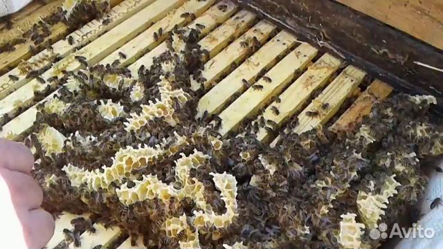 Пчелопакеты, пчеломатки, карпатка, украина купить на Зозу.ру - фотография № 1