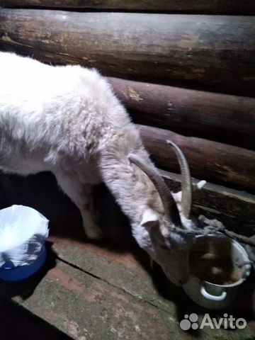 Продаётся молодая дойная коза купить на Зозу.ру - фотография № 3