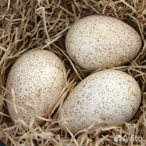 Яйцо для инкубации:гусиные, куриные, утиные, индюш купить на Зозу.ру - фотография № 1