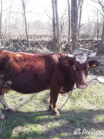 Корова и бычек на (доращивание) купить на Зозу.ру - фотография № 2