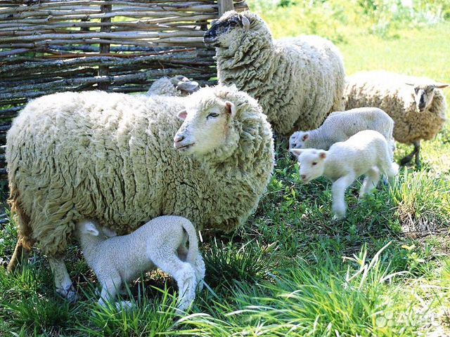 Овцематки купить на Зозу.ру - фотография № 1