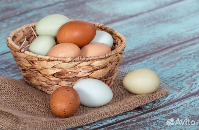 Яйца куриные инкубационные купить на Зозу.ру - фотография № 1