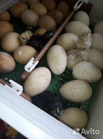 Инкубационое яйцо купить на Зозу.ру - фотография № 1