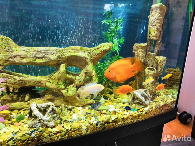 Панарамный аквариум 550 литров с тумбой купить на Зозу.ру - фотография № 5