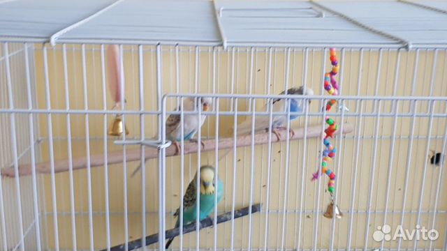 Продам волнистых попугаев с клеткой купить на Зозу.ру - фотография № 1