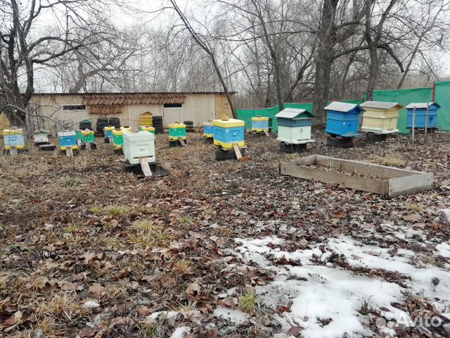 Пчелы, пчелосемьи купить на Зозу.ру - фотография № 4