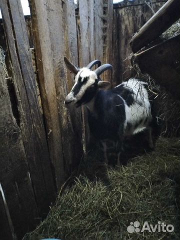 Козочки, козлики, дойные козы купить на Зозу.ру - фотография № 7