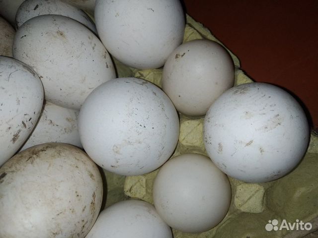 Яйца гусиные и утиные купить на Зозу.ру - фотография № 2