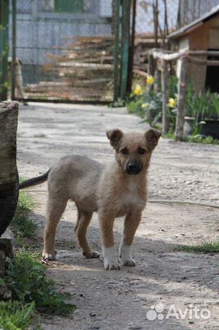 Умная собака в добрые руки купить на Зозу.ру - фотография № 3