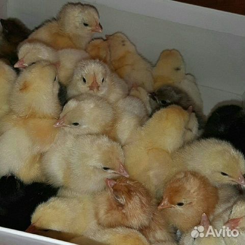 Цыплята. Инкубационное яйцо купить на Зозу.ру - фотография № 3