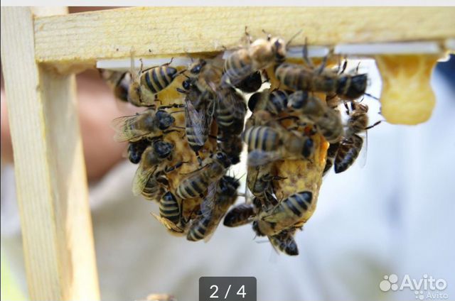 Пчелосемьи, пчелопакеты карпатской породы купить на Зозу.ру - фотография № 4