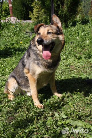 Рекс ищет дом