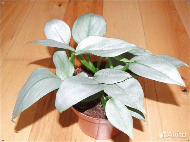 Филодендрон сильвер квин фото взрослого растения