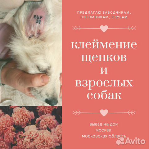 Клеймение щенков и взрослых собак