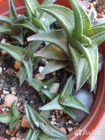 Суккуленты:Хавортии,Алоэ,Крассулы,Ластовневые