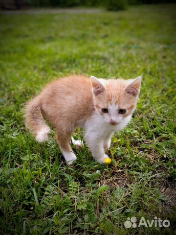 Котенок мальчик в добрые руки Котенок мальчик в добрые руки
