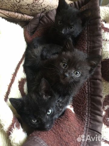 Котята Котята
