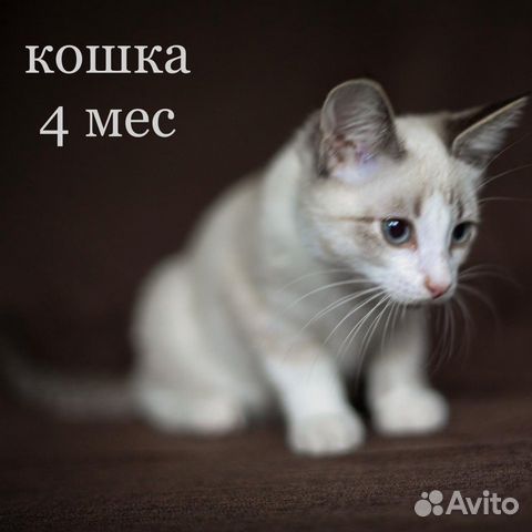 Котят в добрые руки Котят в добрые руки