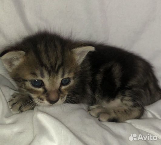 Котята Котята