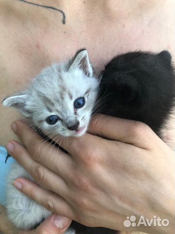 Котята