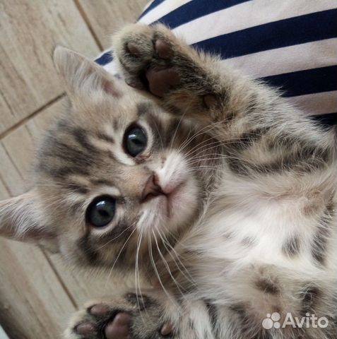 Раздам котят в хорошие руки.Котятам 2 месяца