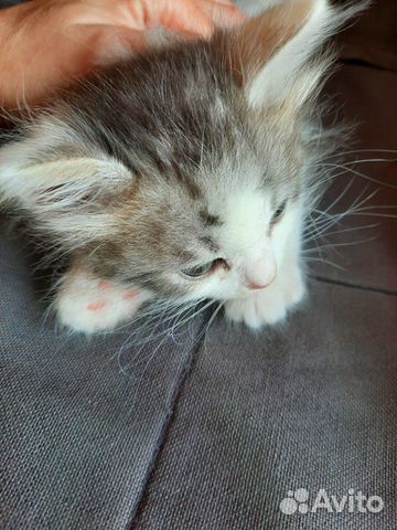 Котята Котята
