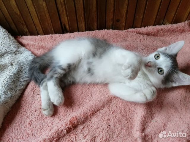 Котенок мальчишка