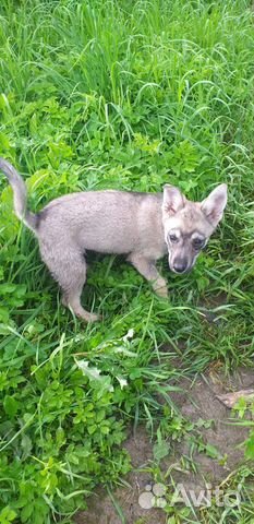 Щенок. Девочка. Вырастет некрупной Щенок. Девочка. Вырастет некрупной