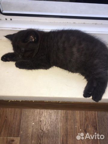 Котята