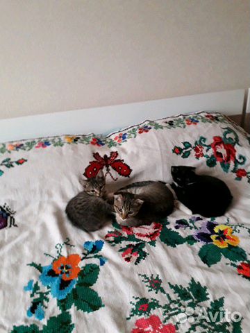 Отдам котят в добрые руки Отдам котят в добрые руки
