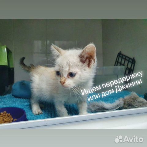 Метис тайской кошки девочка 2 мес
