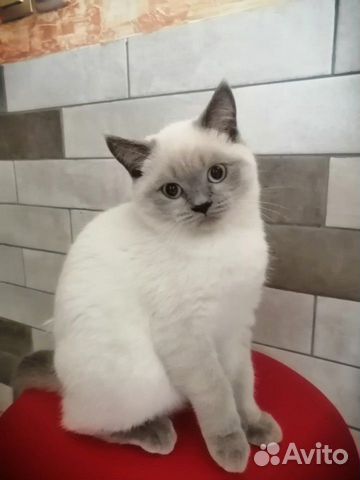 Шотландская