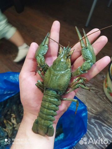 Живые раки Живые раки
