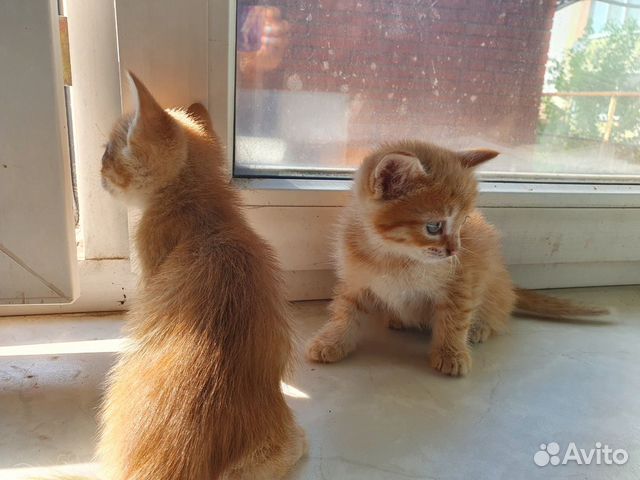 Котята в добрые руки Котята в добрые руки