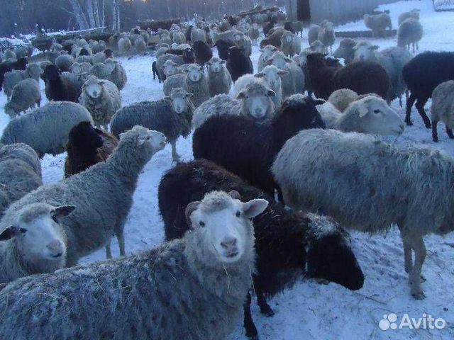 Купить алтайских овец. Алтайская порода овец. Алтайская тонкорунная порода овец. Горноалтайская порода овец. Алтайская порода овец полугрубошерстная.
