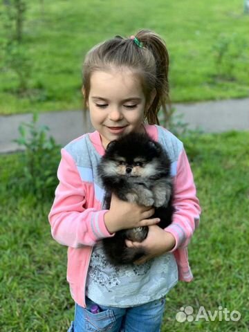 Эксклюзивно красивые малыши Шпица