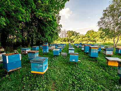 Пчеловодный Магазин В Рязанской Области