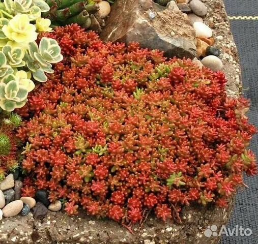 Очиток Корал Карпет