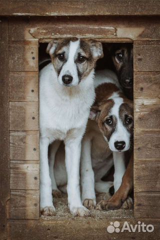 Щенки крупные