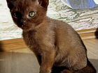 Бурмансие котята объявление продам