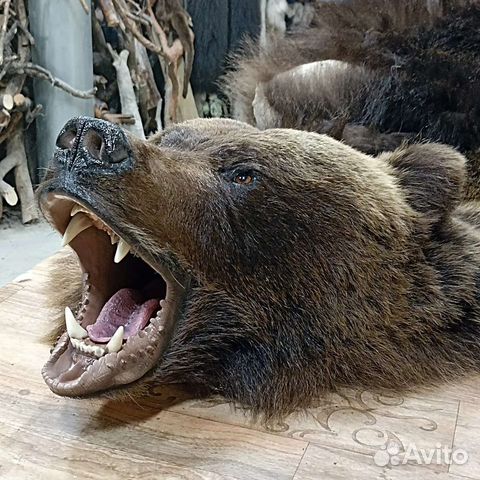 Таксидермия Изготовление чучел птиц и зверей